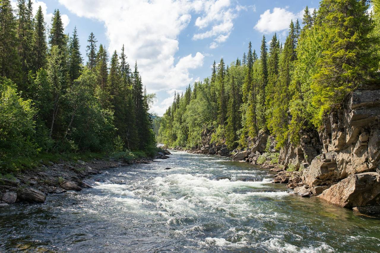 A clear mountain river running fast between rock banks and dense conifer forest